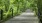 a wooden bridge in a forest